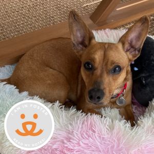 Baklava is a small 15-year-old Dachshund mix with a big heart and an even bigge