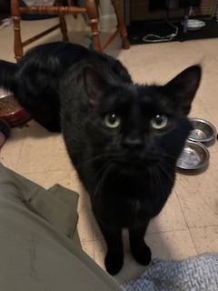 Coal, an adoptable Domestic Short Hair in Cloquet, MN, 55720 | Photo Image 1