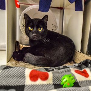 Soul, Adult Male Domestic Short Hair