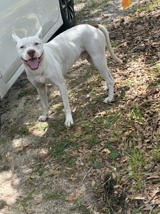 Petey
