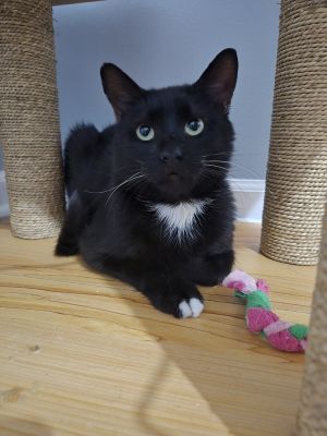Titan, Young Male Domestic Short Hair