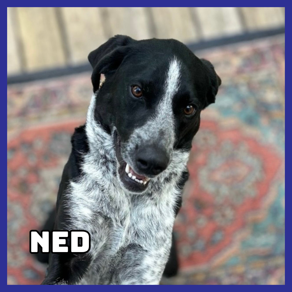 Ned, an adoptable Australian Cattle Dog / Blue Heeler in Glenwood, MN, 56334 | Photo Image 1