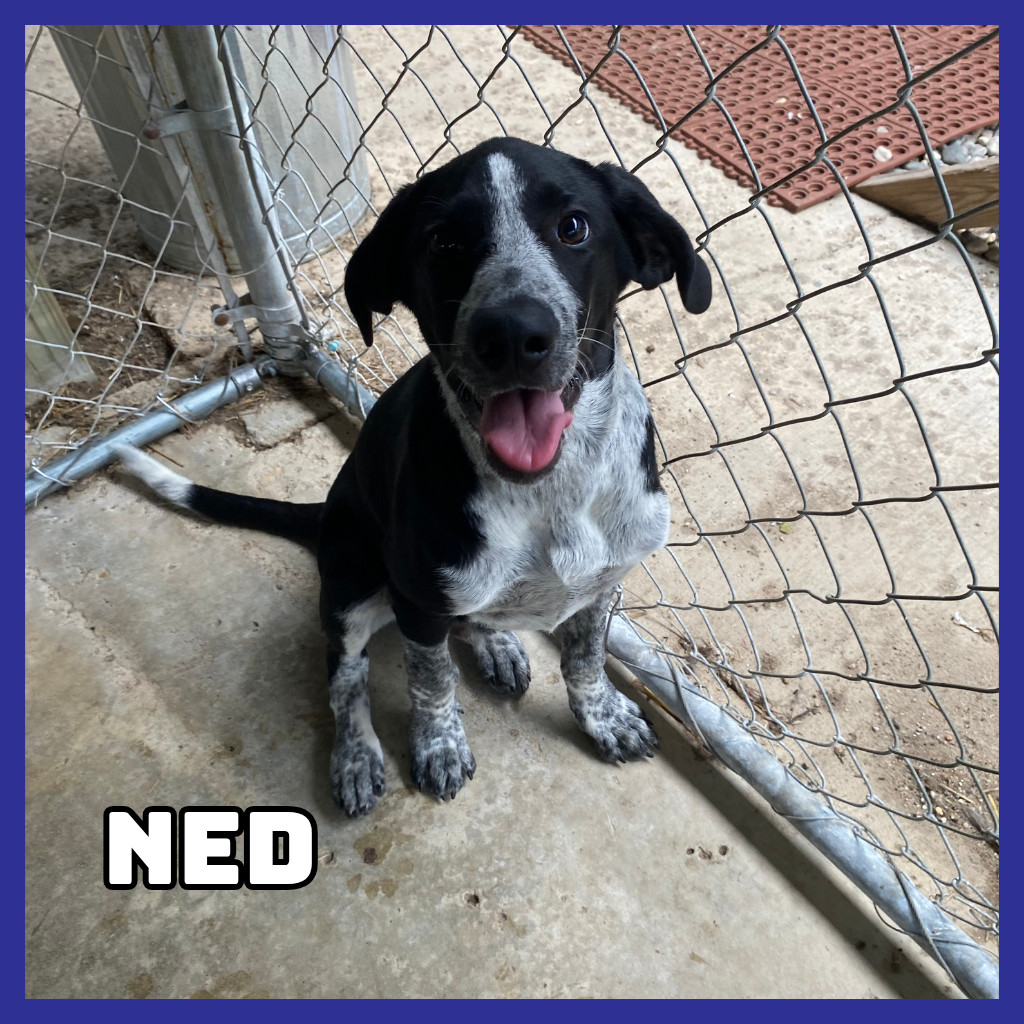 Ned, an adoptable Australian Cattle Dog / Blue Heeler in Glenwood, MN, 56334 | Photo Image 2
