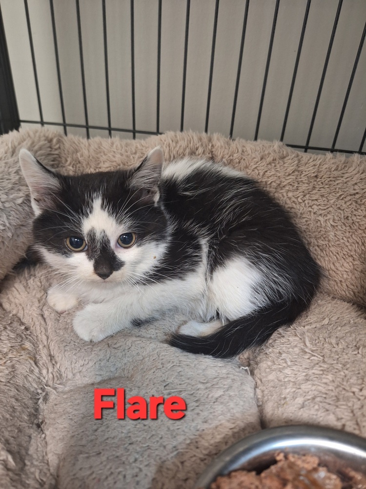 Flare