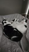 Blaze photo 6