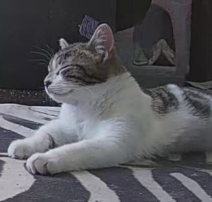 Cranberry Sauce (24-315 C), Young Female Domestic Short Hair