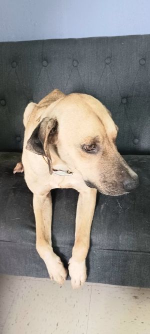 Gabrielle, Young Female Mixed Breed