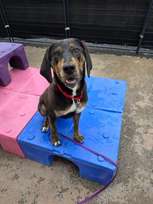 McNugget, Young Male Hound