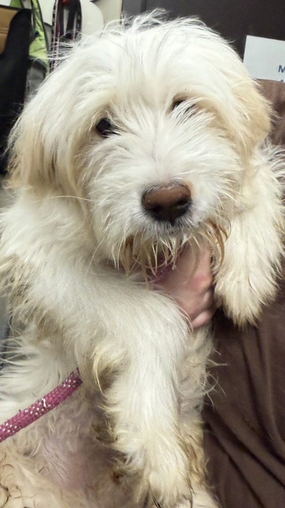Marshmallow, an adoptable Havanese, Mixed Breed in Saint Clairsville, OH, 43950 | Photo Image 1