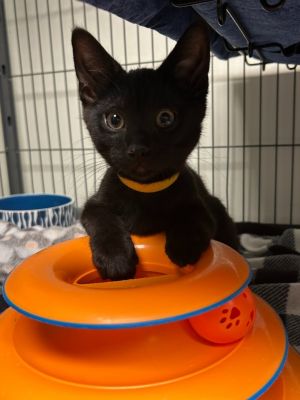 Nestle, Baby Male Domestic Short Hair
