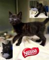 Nestle photo 2