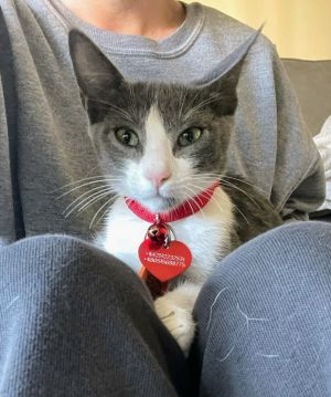 Fig, Baby Female Domestic Short Hair