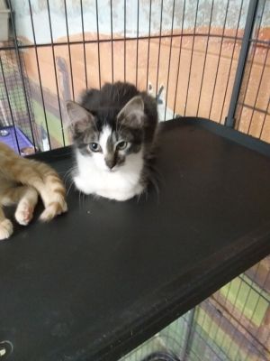 Shawntae, Baby Female Domestic Long Hair