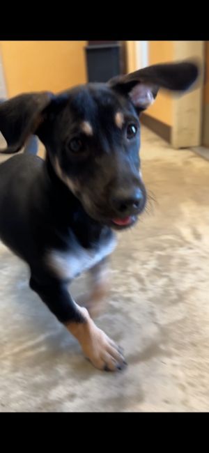 Chris, Baby Male Corgi