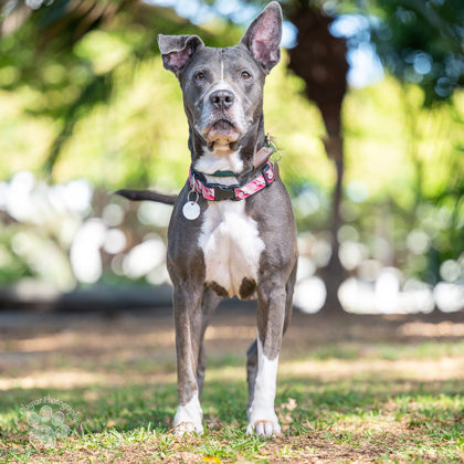 Ali`i Kai, an adoptable Pit Bull Terrier, Mixed Breed in Honolulu, HI, 96826 | Photo Image 1