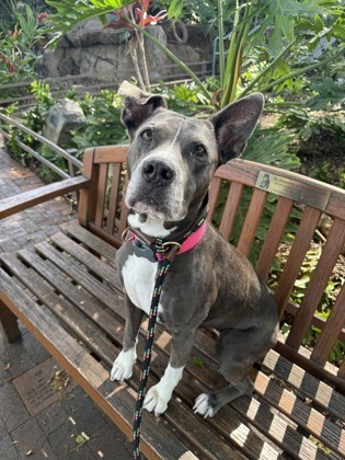 Ali`i Kai, an adoptable Pit Bull Terrier, Mixed Breed in Honolulu, HI, 96826 | Photo Image 1