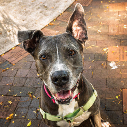 Ali`i Kai, an adoptable Pit Bull Terrier, Mixed Breed in Honolulu, HI, 96826 | Photo Image 1