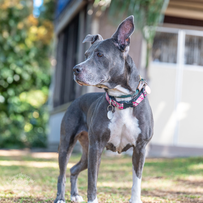 Ali`i Kai, an adoptable Pit Bull Terrier, Mixed Breed in Honolulu, HI, 96826 | Photo Image 2