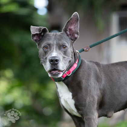 Ali`i Kai, an adoptable Pit Bull Terrier, Mixed Breed in Honolulu, HI, 96826 | Photo Image 2
