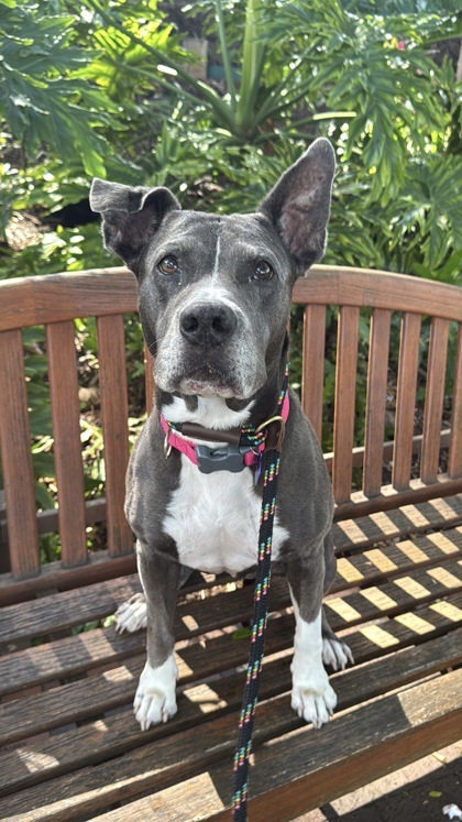 Ali`i Kai, an adoptable Pit Bull Terrier, Mixed Breed in Honolulu, HI, 96826 | Photo Image 3