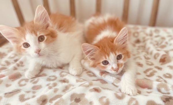 Pet Image
