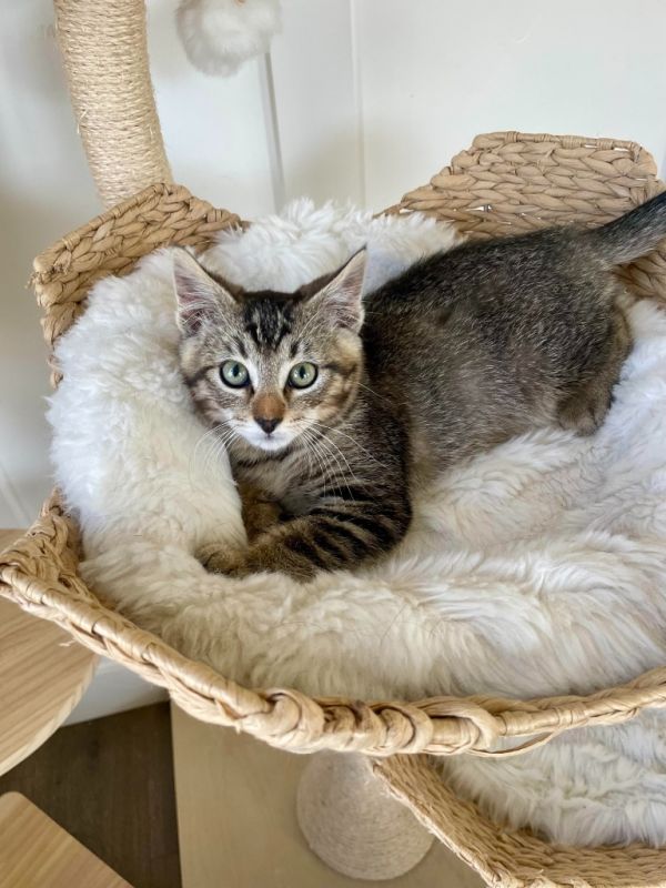 Pet Image