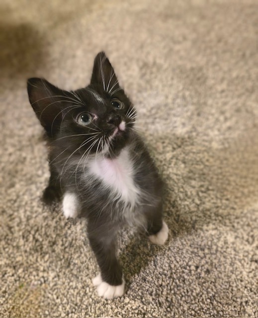 Pet Image