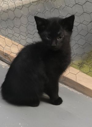 Edward, Baby Male Domestic Medium Hair