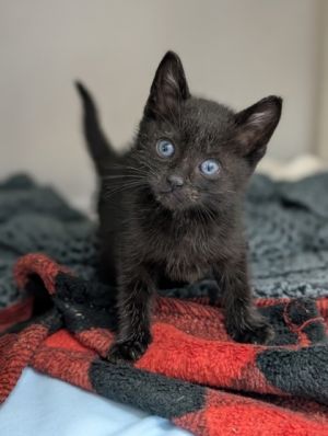 Scallop 552-25 Domestic Short Hair Cat