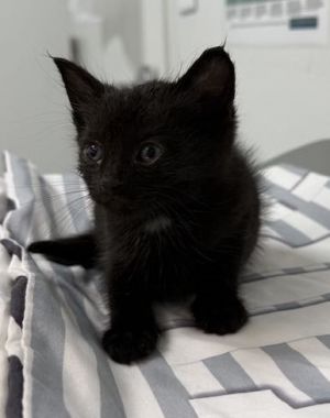 Abalone 550-25 Domestic Short Hair Cat