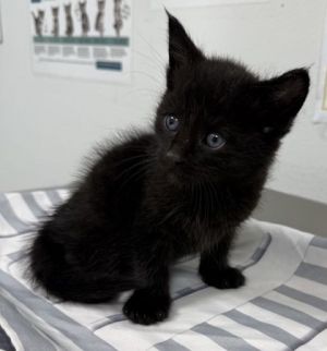 Nautilus 551-25 Domestic Short Hair Cat