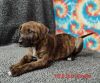 Ginger Snap * photo 2