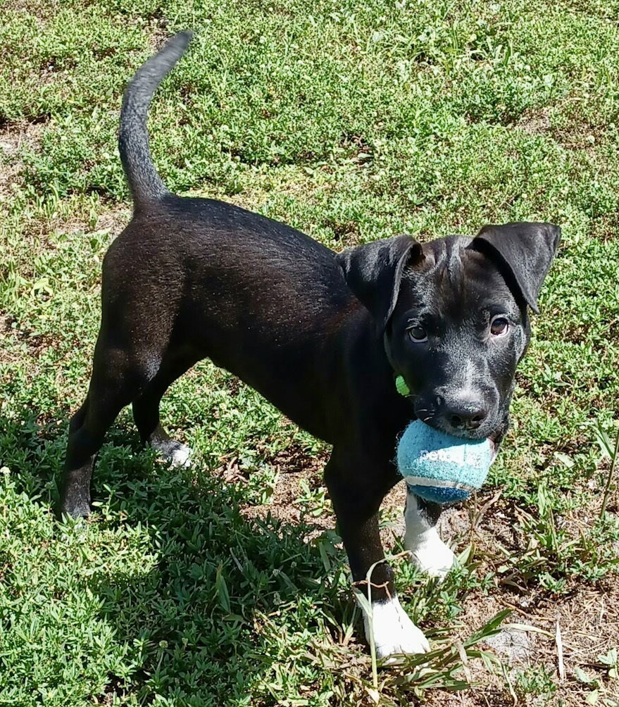Rufus *