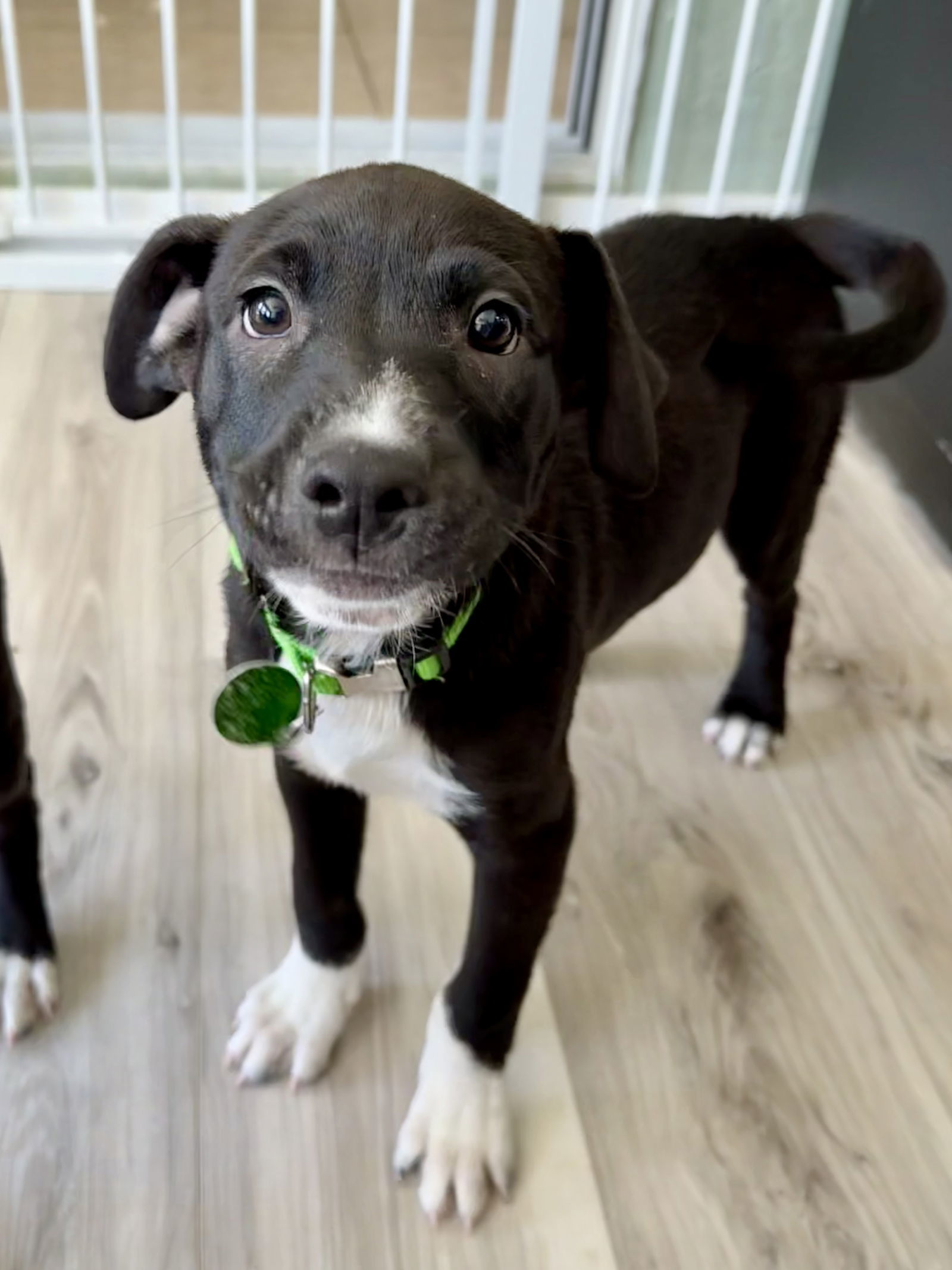 Rufus *