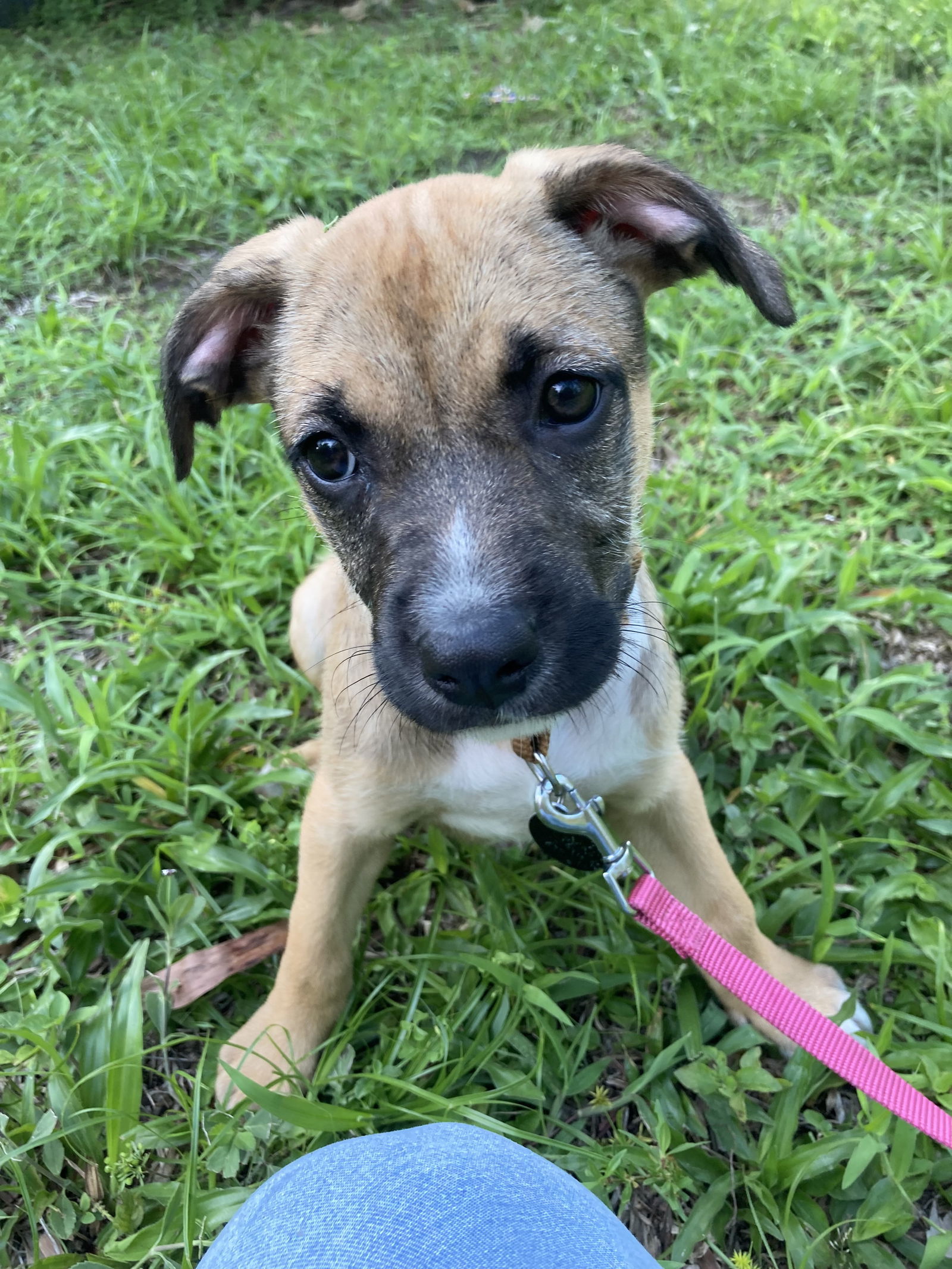 Kali *