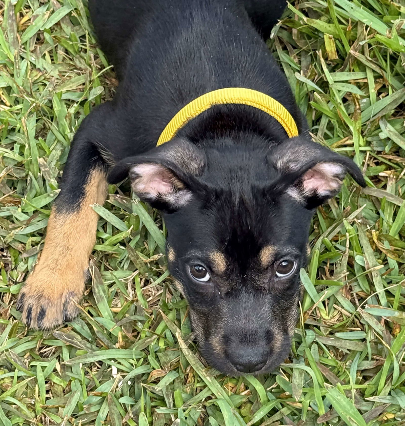 Kaia *