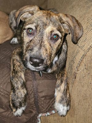 Keke *, Baby Female Hound