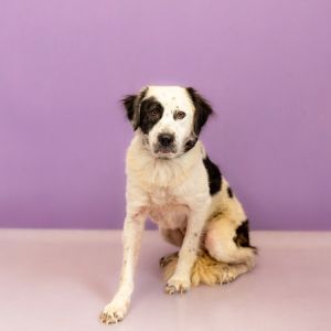 Primary Color White Secondary Color Black Weight 33lbs Age 3yrs 0mths 2wks Animal has been Neute