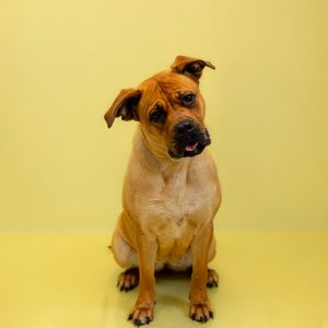 Primary Color Tan Secondary Color Black Weight 808lbs Age 2yrs 0mths 0wks
