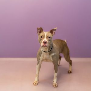 Primary Color Fawn Secondary Color White Weight 431lbs Age 4yrs 0mths 2wks Animal has been Spay