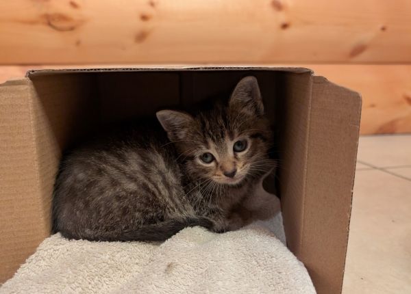 Pet Image
