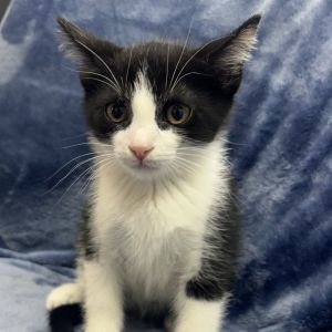 Kristoff, Baby Male Domestic Short Hair
