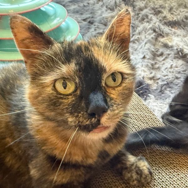 Mom Torti photo 1