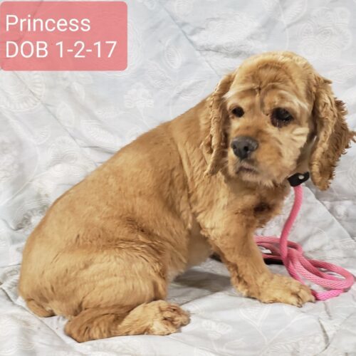 Princess M 25041