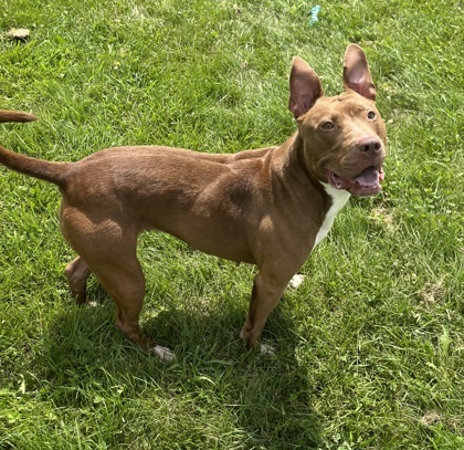 Oakley