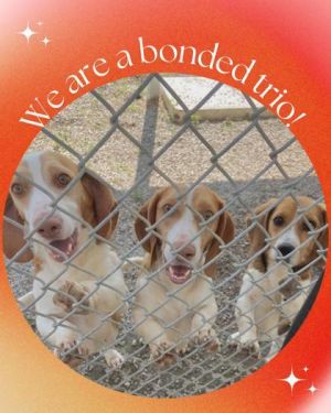 Barney, Adult Male Basset Hound