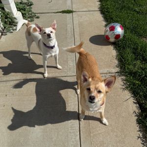 Charlie, Adult Female Chihuahua