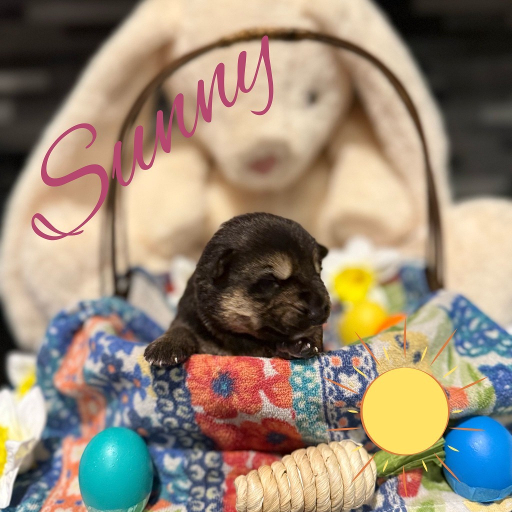Sunny