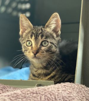 Lynette Snezhevna Domestic Short Hair Cat