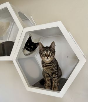 Lynette Snezhevna Domestic Short Hair Cat